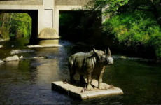 Double Take: The mysterious African rhino that appeared overnight in a Dublin river