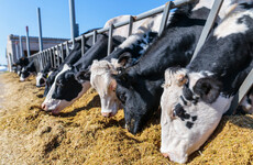 'Unlikely that we will be able grow enough': Farmers warn of fodder crisis after drought