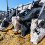 'Unlikely that we will be able grow enough': Farmers warn of fodder crisis after drought