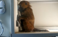 Baboons can learn to spot real words - study
