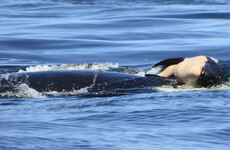 People are heartbroken over a mother orca who carried the corpse of her newborn calf for 17 days