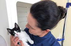 Kitten that was kicked and put in frying pan is being rehomed