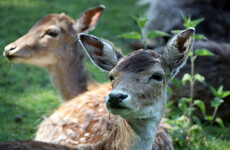 Dutch town overrun with deer plan to use lion manure to scare them off