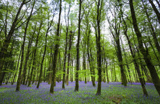 Boy (2) who was missing in Japanese woods for three days rescued unharmed