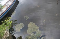 Dog owners warned about toxic algal scums after reported dog poisonings in the west