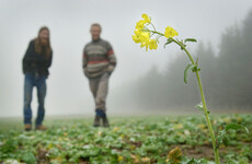 'Ireland's decision to prohibit GM crops doesn't make sense'