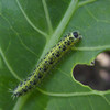 In the garden: How to fight back (nicely) against the caterpillars eating your plants