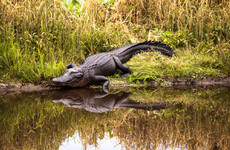 Woman out walking her dog killed in alligator attack in South Carolina