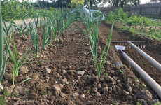 In the garden: Even in the calm of the vegetable patch, it can be hard to stay mindful and focused