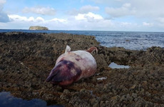 Record number of dead beaked whales washed ashore in Ireland this month