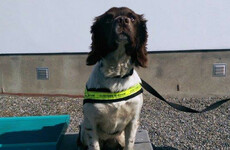 Revenue seizes suspected cocaine and MDMA worth estimated €3m at Dublin Port