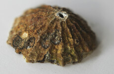 Trinity scientists discover parallel between recovery of sea creature and mammals