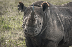How did 11 of Kenya's most precious and protected black rhinos end up dead?