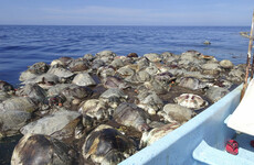 300 endangered sea turtles were killed by illegal fishing nets off the coast of Mexico