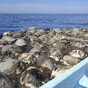 300 endangered sea turtles were killed by illegal fishing nets off the coast of Mexico