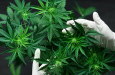 Gardaí arrest 26-year-old woman after seizing €500k worth of cannabis on M50