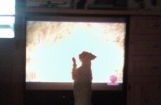 'DogTV' channel to offer eight hours of canine entertainment a day