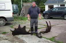 Tyrone fisherman finds skull and antlers of extinct 'Great Irish Elk'
