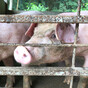 Irish people asked not to bring back food from 8 EU countries to prevent spread of African Swine Fever