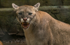 Live traps set for 'puma' rumoured to be roaming around Cork