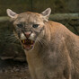 Live traps set for 'puma' rumoured to be roaming around Cork