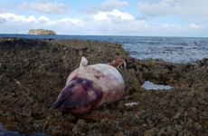 Tánaiste orders Department to assist with investigation into beaked whale deaths