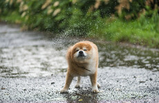 Wet weather expected as tail end of hurricane due to hit Ireland next week