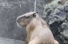 It's Friday, so here's a slideshow of capybaras from around the world