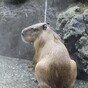 It's Friday, so here's a slideshow of capybaras from around the world
