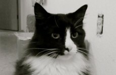 VIDEO: Existential French Cat of the Day
