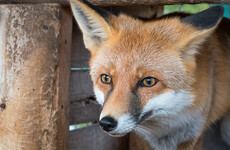 London's serial cat killer turns out to be a fox