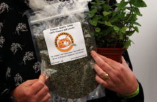 Ireland's first catnip farm: 'Irish cats need good quality catnip'