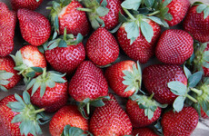 Australia supermarket chain bans needles amid strawberry crisis