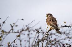 Protection of hen harriers could stop multi-million-euro wind farm project in Donegal