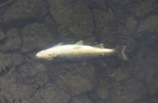 Blocked sewer suspected to have caused 'major' fish kill along 5km stretch of river in north Dublin