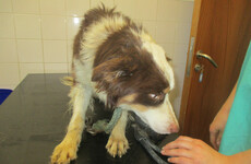 Farmer found guilty after almost 40 dogs chained and neglected on property