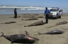 Mass deaths of dolphins off Peru remains a 'mystery'