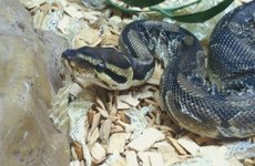 'Social and friendly': Penelope the Python is looking for a new home