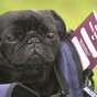 No-deal Brexit could mean weeks of quarantine for Irish pets travelling with owners to UK