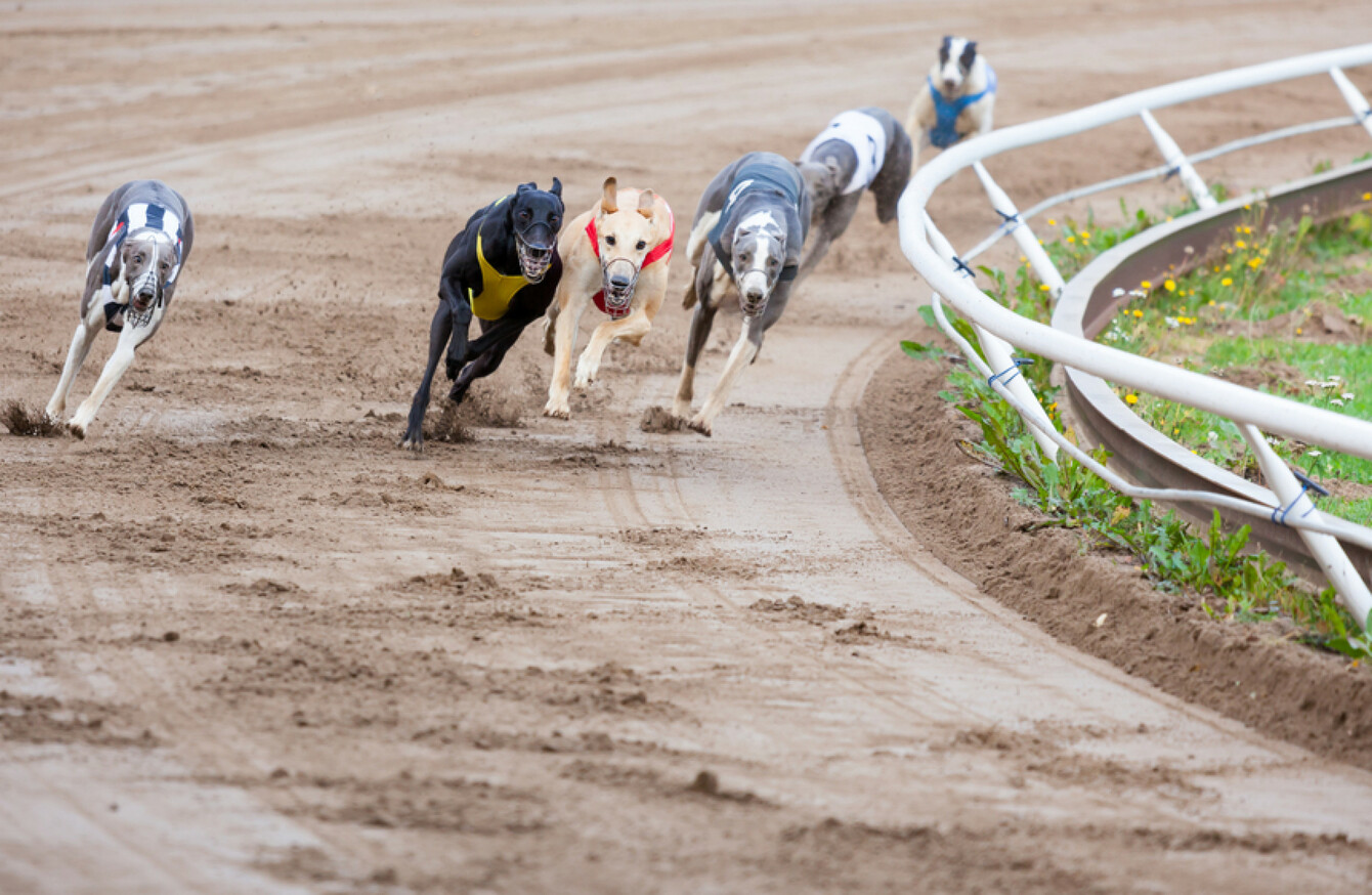 greyhound race