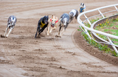 Challenge over investigation into greyhound who tested positive for banned substance dismissed