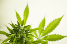 Man charged over €1 million seizure of cannabis herb