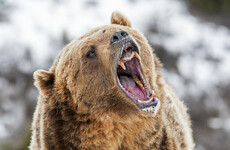 US hunter suffers life-threatening injuries after bear he shot lands on him