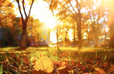 The Irish For... You'll find some of the most beautiful autumnal words as Gaeilge