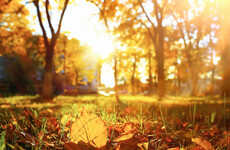 The Irish For... You'll find some of the most beautiful autumnal words as Gaeilge