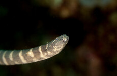 Young British man dies after being bitten by sea snake off Australia's coast
