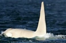 VIDEO: World's only white orca spotted