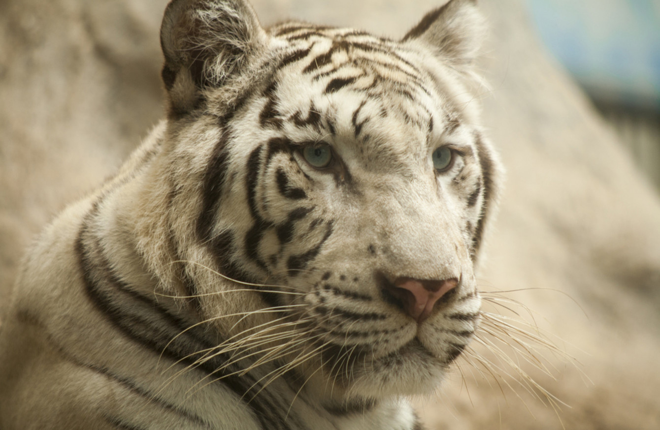 White tiger kills zookeeper in enclosure during rare attack in Japan