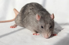 Dublin City Council blames 'rodent infestation' on warm weather rat breeding