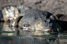 Body recovered after Aboriginal woman taken by crocodile in Australia